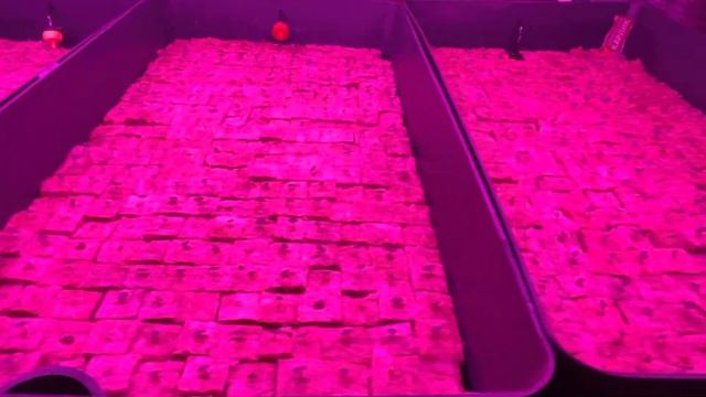 СитиФерма. Выращивание базилика. День 6 смотреть онлайн