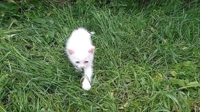 продам котенок белый персидский длинношерстный 1499грн 1,5 мес