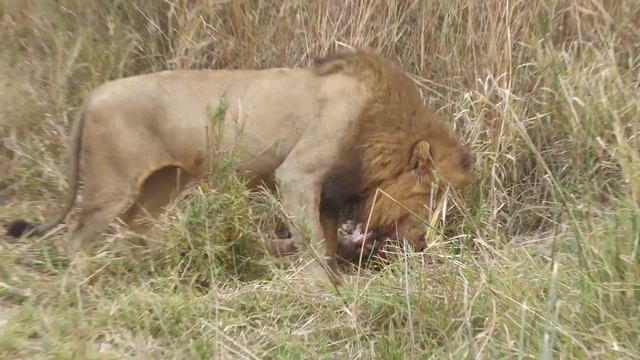 Savanna Safari Diary Episode 08 смотреть онлайн