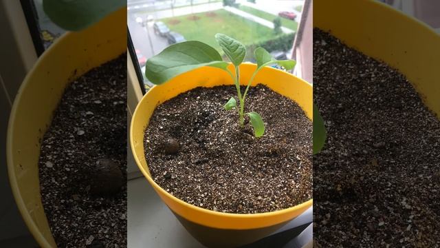 ?Баклажан и земляника на балконе. Сохранение семенами ? смотреть онлайн