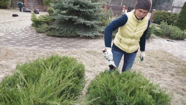 Можжевельник стрижка. смотреть онлайн