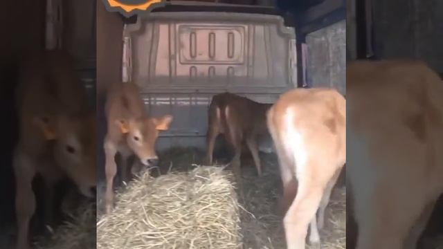 Чистопородные телочки Джерсейской породы , уезжают в Новый дом. смотреть онлайн