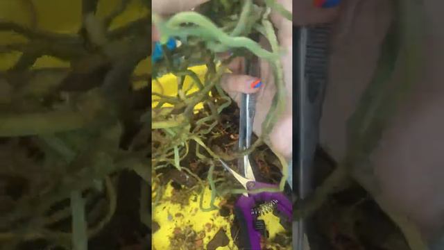 Керамзит, мох, закрытая система. смотреть онлайн