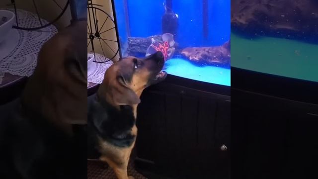 разборки через стекло смотреть онлайн