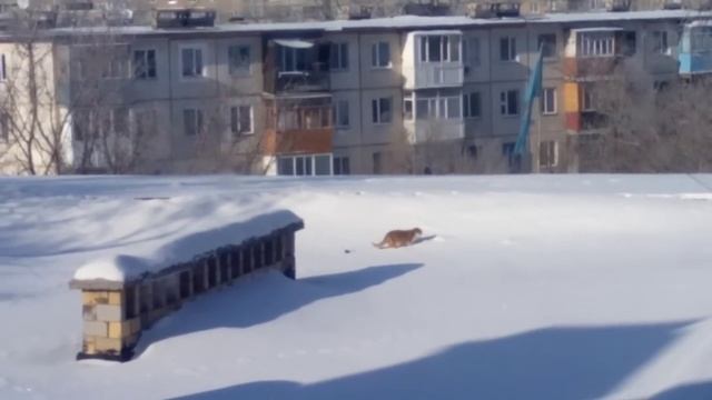 Кот на крыше :D смотреть онлайн