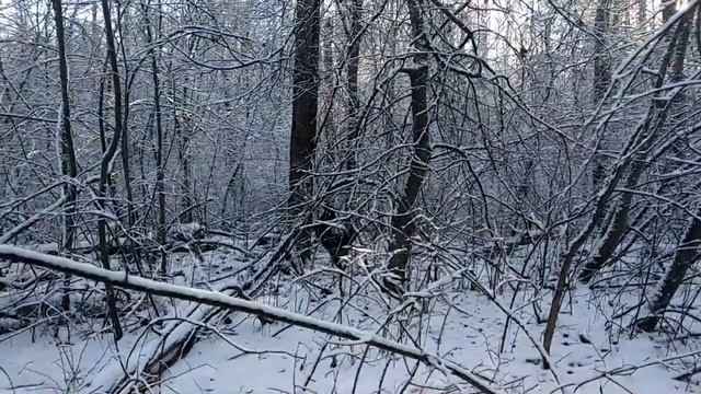 Охота на куницу с лайкой . На охоту , по снежку . смотреть онлайн