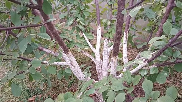 Подготовка сада к зиме.Подкормка и полив. смотреть онлайн