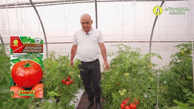 НИЗКОРОСЛЫЕ ТОМАТЫ. Сорт для открытого грунта! смотреть онлайн