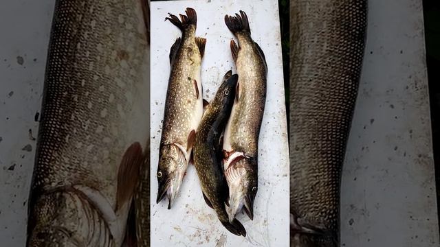 Рыбалка на реке Сок. (1) смотреть онлайн