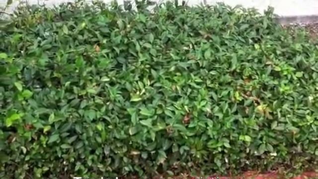 Trachelospermum asiaticum - Asian Jasmine смотреть онлайн