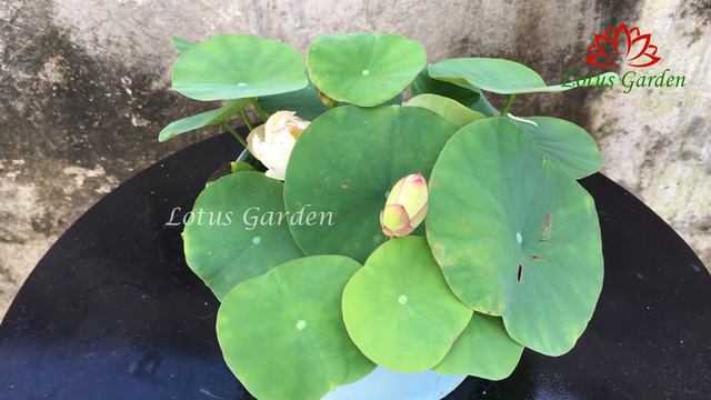 Growing mini lotus at home | growing mini lotus in a small pot | growing mini lotus смотреть онлайн