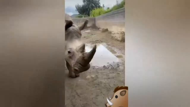 Материнский инстинкт у животных. Мамы и малыши. Семья котиков. Animals' maternal instinct. смотреть онлайн