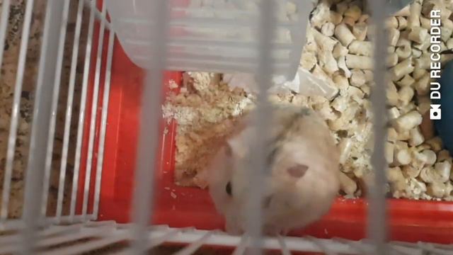 Мой день•Хомяк Ефим•Hamster Efim