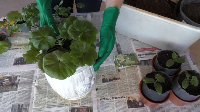 Деревенский ВЛОГ/ Новые сорта ХОСТ/ Черенки пеларгонии/ Гладиолусы/Огурцы/ Что посеять в АПРЕЛЕ? смотреть онлайн