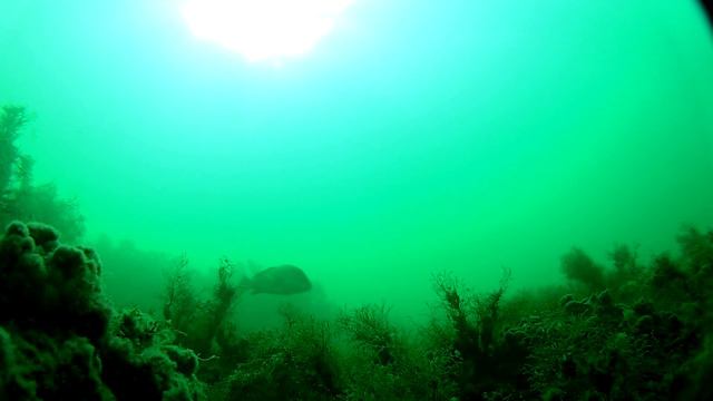 Хозяин глубин Черного моря. смотреть онлайн