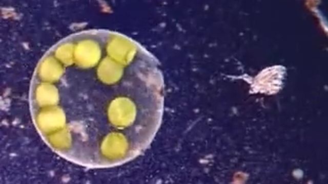 10 volvox colony смотреть онлайн