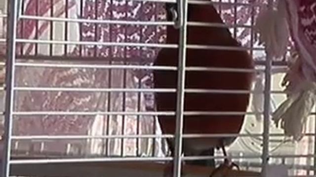 Canary x Bullfinch (Pyrrhula Pyrrhula) singing bird смотреть онлайн