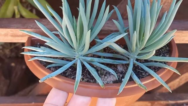 Senecio Serpens # Tudo Sobre Essa Suculenta!