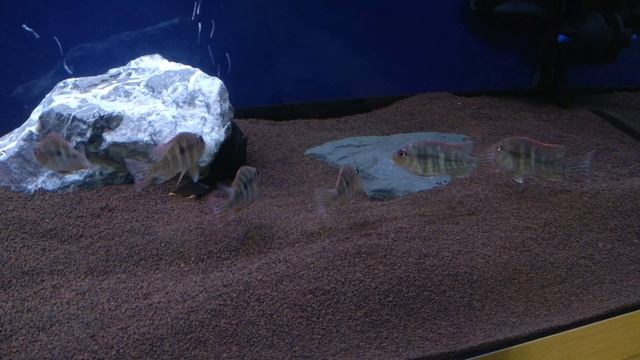 Геофагусы красноголовые тапажос.(geophagus tapajos red head) смотреть онлайн
