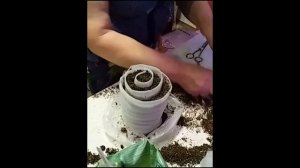 ?Посев репчатого  лука семенами в улитку (скрутку).  Сроки посева лука на рассаду. Марценюк Надежда