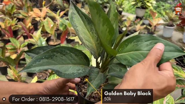 BERTANI AGLAONEMA CEPAT MUDAH EFISIEN ALA BR GARDEN‼️SPILL TANIAN AGLAONEMA BR GARDEN FULL GURIH‼️ смотреть онлайн