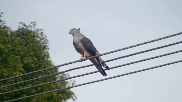 Pacific Baza смотреть онлайн