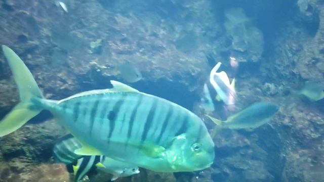 Лазаревское, Сочи Океанариум тропическая амазонка. смотреть онлайн