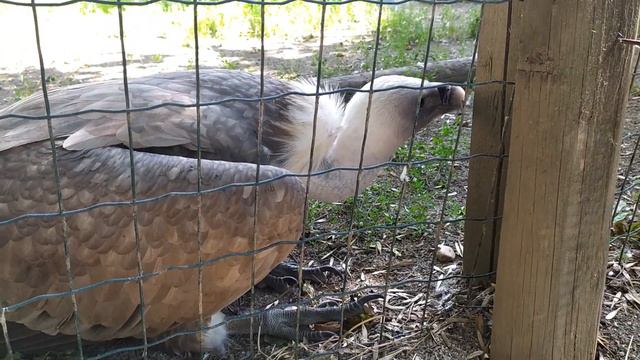 Сафари парк в городе Краснодаре смотреть онлайн