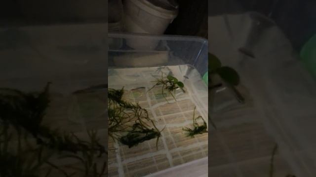 отсадил на нерест данио и неона смотреть онлайн