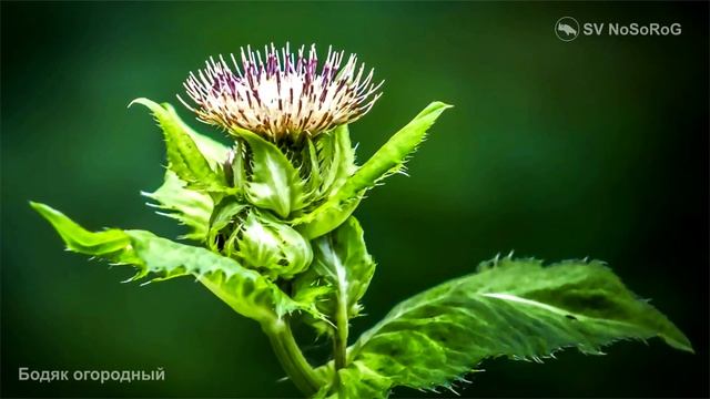 Бодяк огородный