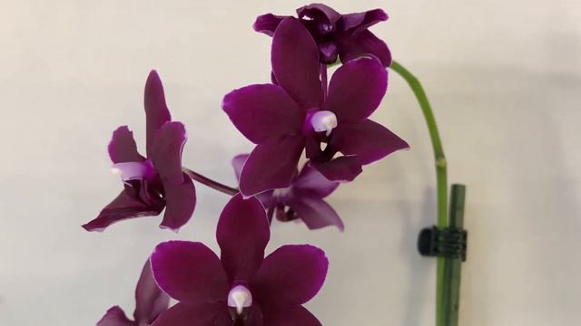 Орхидеи. Немного красоты для души.🌸🌺 смотреть онлайн