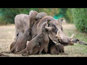 Животные помогают друг другу! 5 Удивительных и необычных случаев СИМБИОЗА ЖИВОТНЫХ!