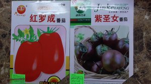 Пучковой посев томатов - самый простой и быстрый!  Как посеять семена томатов пучковым способом?