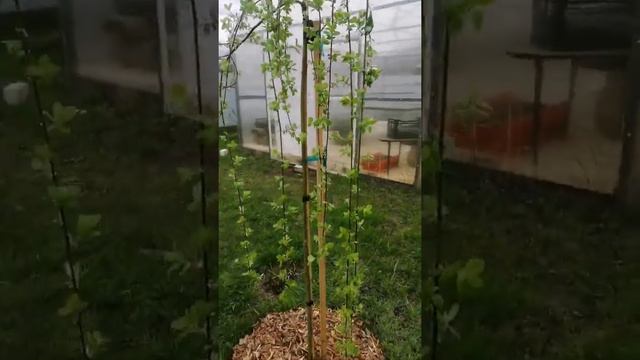 Ива козья Килмарнок смотреть онлайн