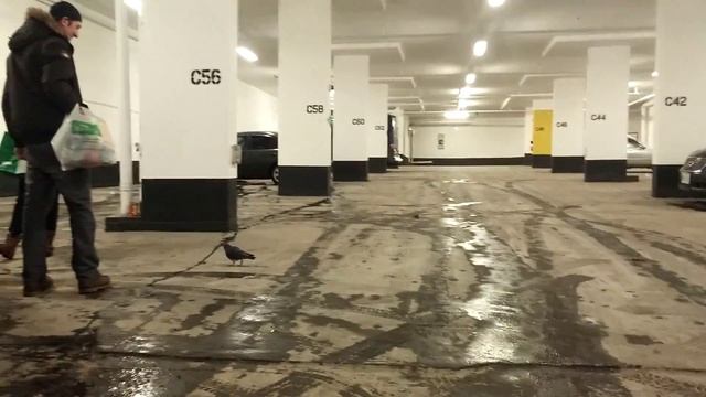 Pigeons please leave. смотреть онлайн