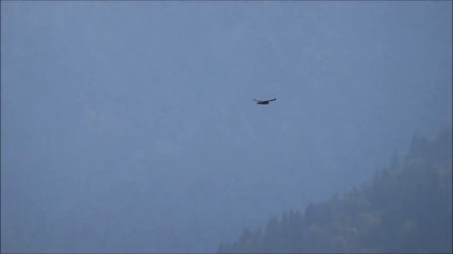 Полет хищной птицы