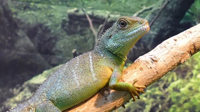 ЗАБАВНЫЕ ЖИВОТНЫЕ. Веселая нарезка смотреть онлайн