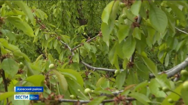 Весенний сад. Развешивание феромонных ловушек смотреть онлайн