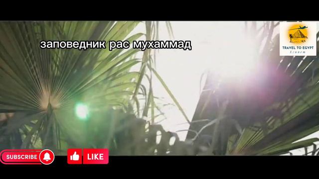 шарм эль шейх отдых вЕгипте #египет #шарм_эль_шейх #шармельшейх #море #отдых #egypt #sharmelsheikh