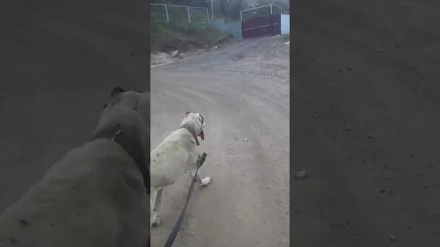 Тренировка бойцовой собаки смотреть онлайн
