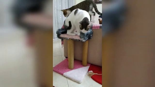 Кошки на новой когтеточке. Знакомятся с новинкой🐱 смотреть онлайн