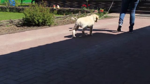 Палевый лабрадор. МАЛЬЧИК ЗЕЛЕНЫЙ ОШЕЙНИК.В ПРОДАЖЕ смотреть онлайн