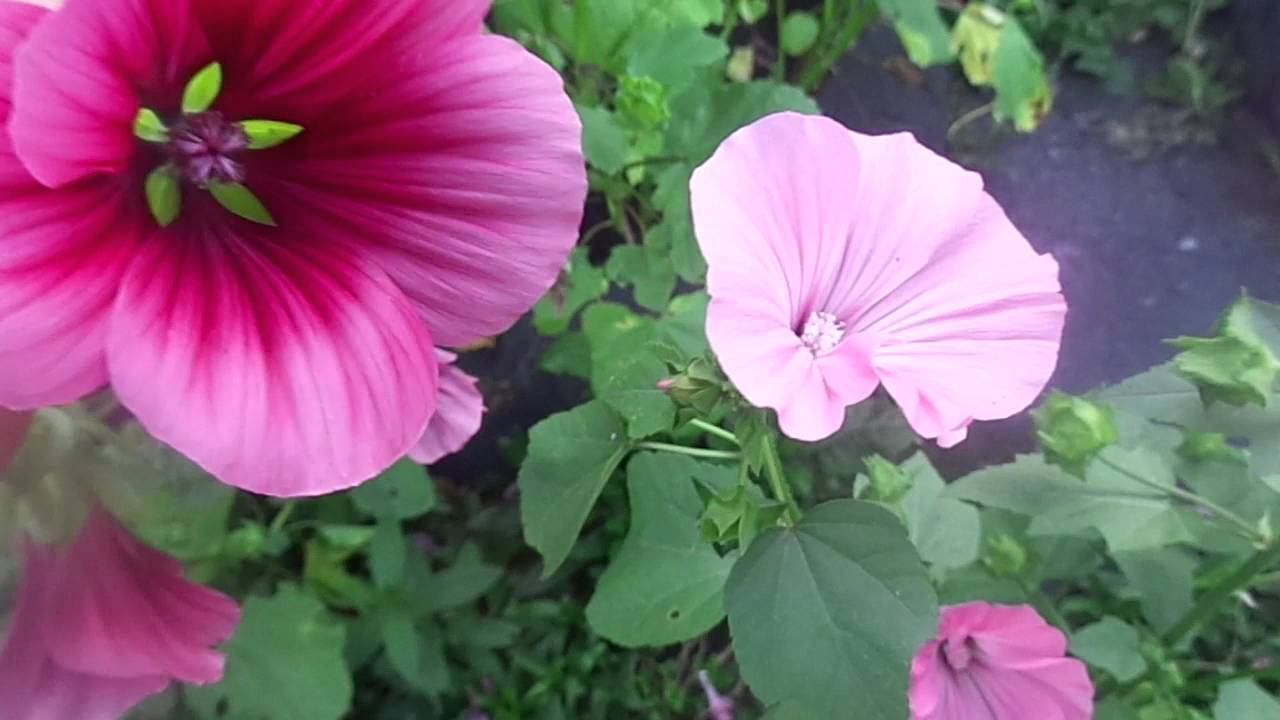 Выращивание Малопы и Лаватеры Без Полива и Подкормок, Посевом Сухими Семенамив Открытый Грунт. смотреть онлайн