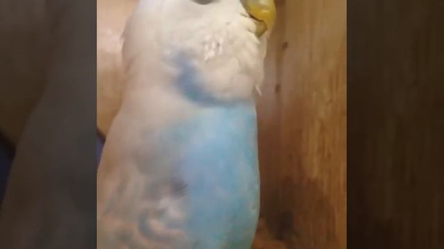 Волнистый попугай в гнезде смотреть онлайн