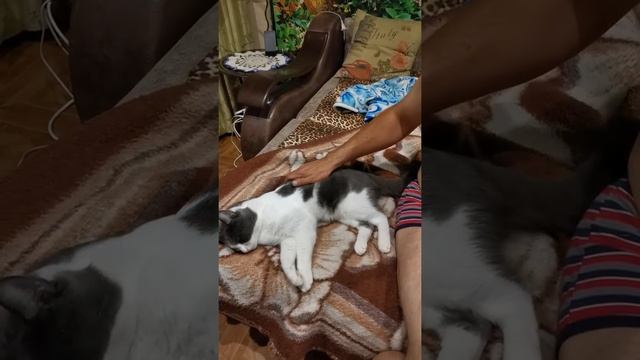 Пособие по общению с котом. Разговоры по душам смотреть онлайн