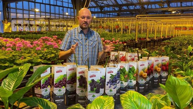 Ассортимент ягодных кустарников Тимирязевского питомника смотреть онлайн