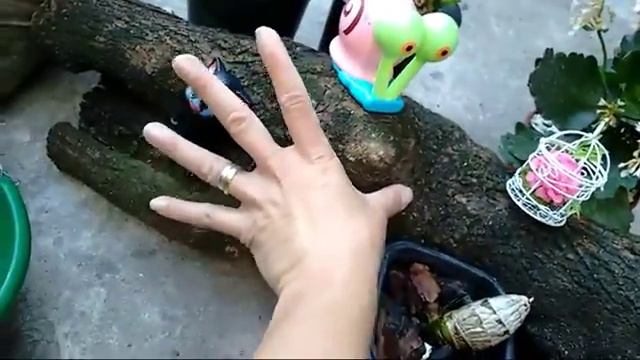 Pedra Brita Nas Orquídeas - Qual o Tamanho Ideal para usar nos vasinhos. смотреть онлайн