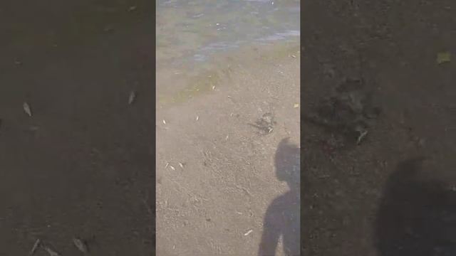 Рыба дохнет на Волге. В чём причина? смотреть онлайн