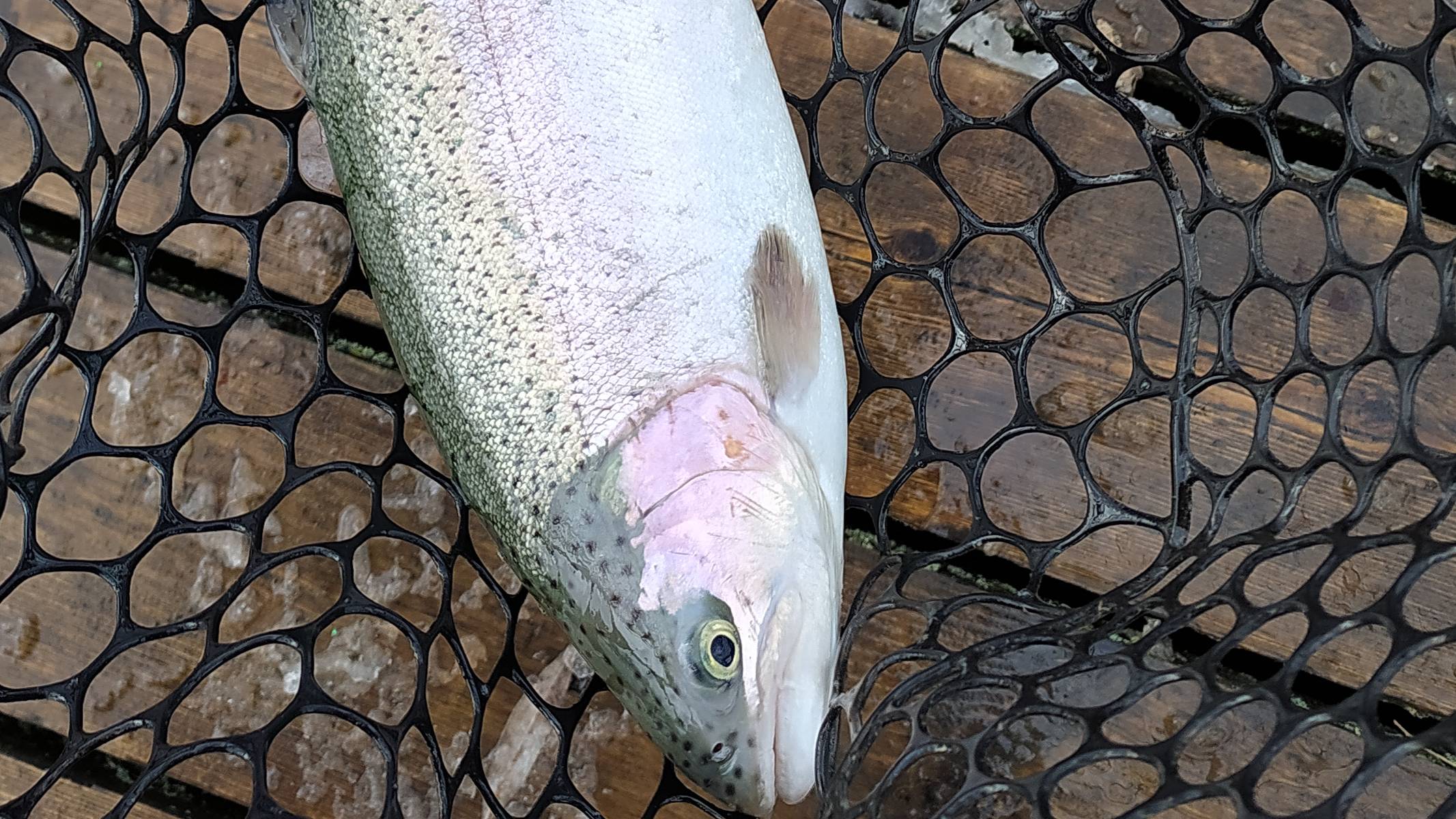 FISHERIX 8 МАЯ 2023