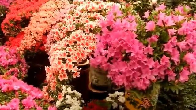 ЦВЕТОЧНЫЙ РЫНОК - КИТАЙ  [Chinese Flower Market]